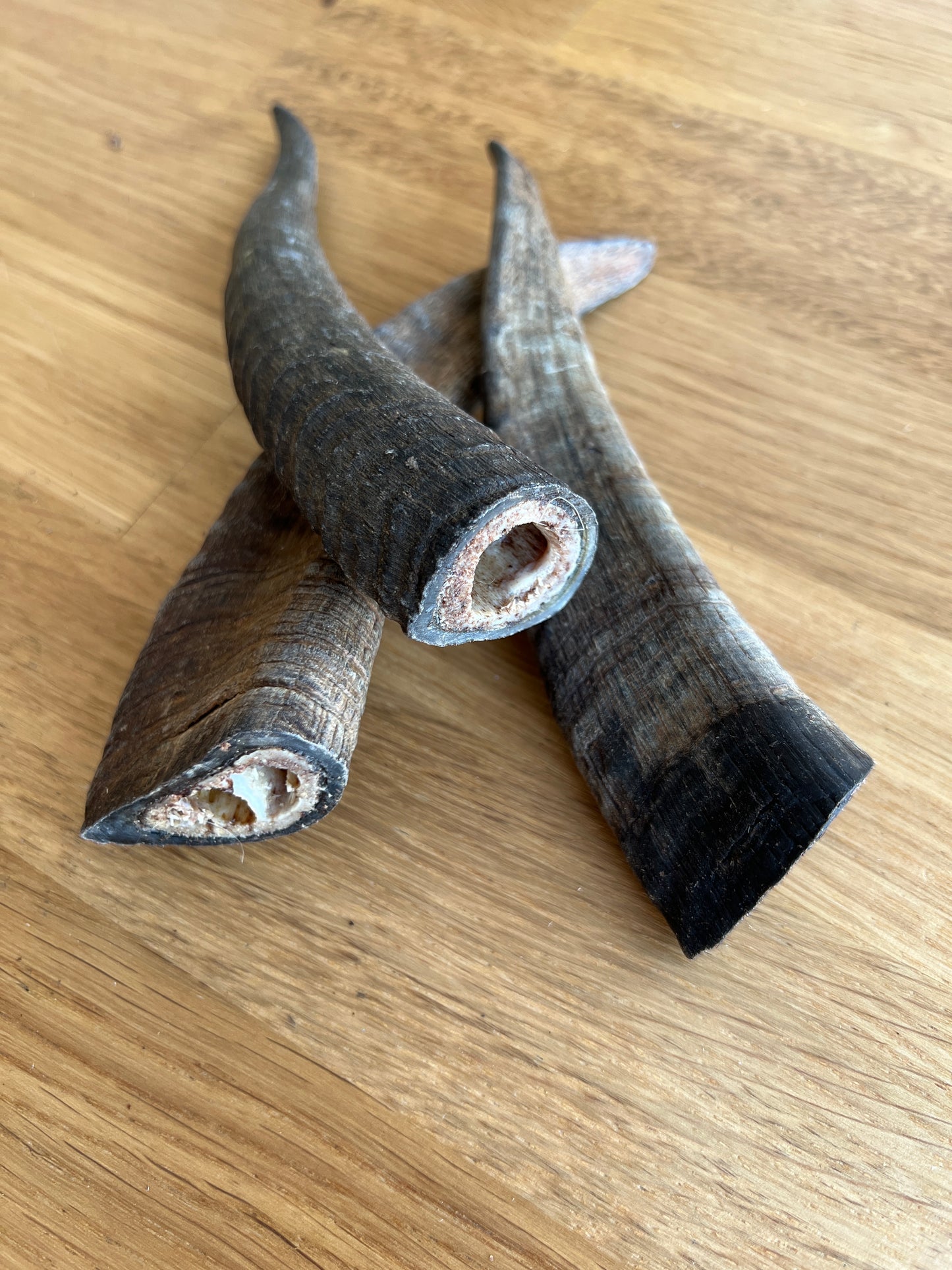Goat horns 山羊角 (medium/ large)