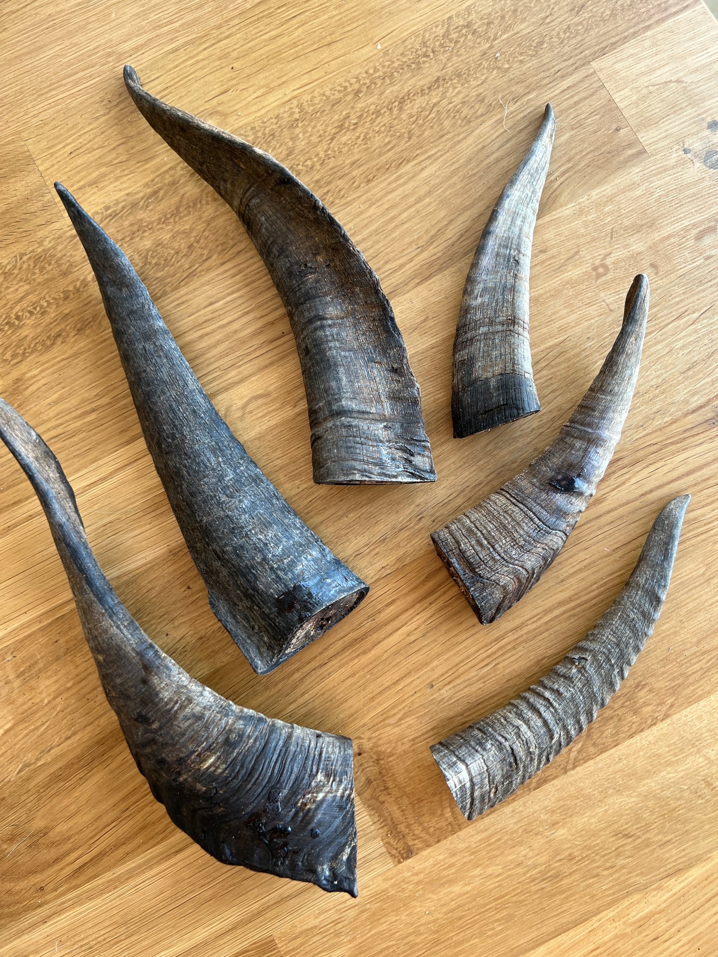 Goat horns 山羊角 (medium/ large)