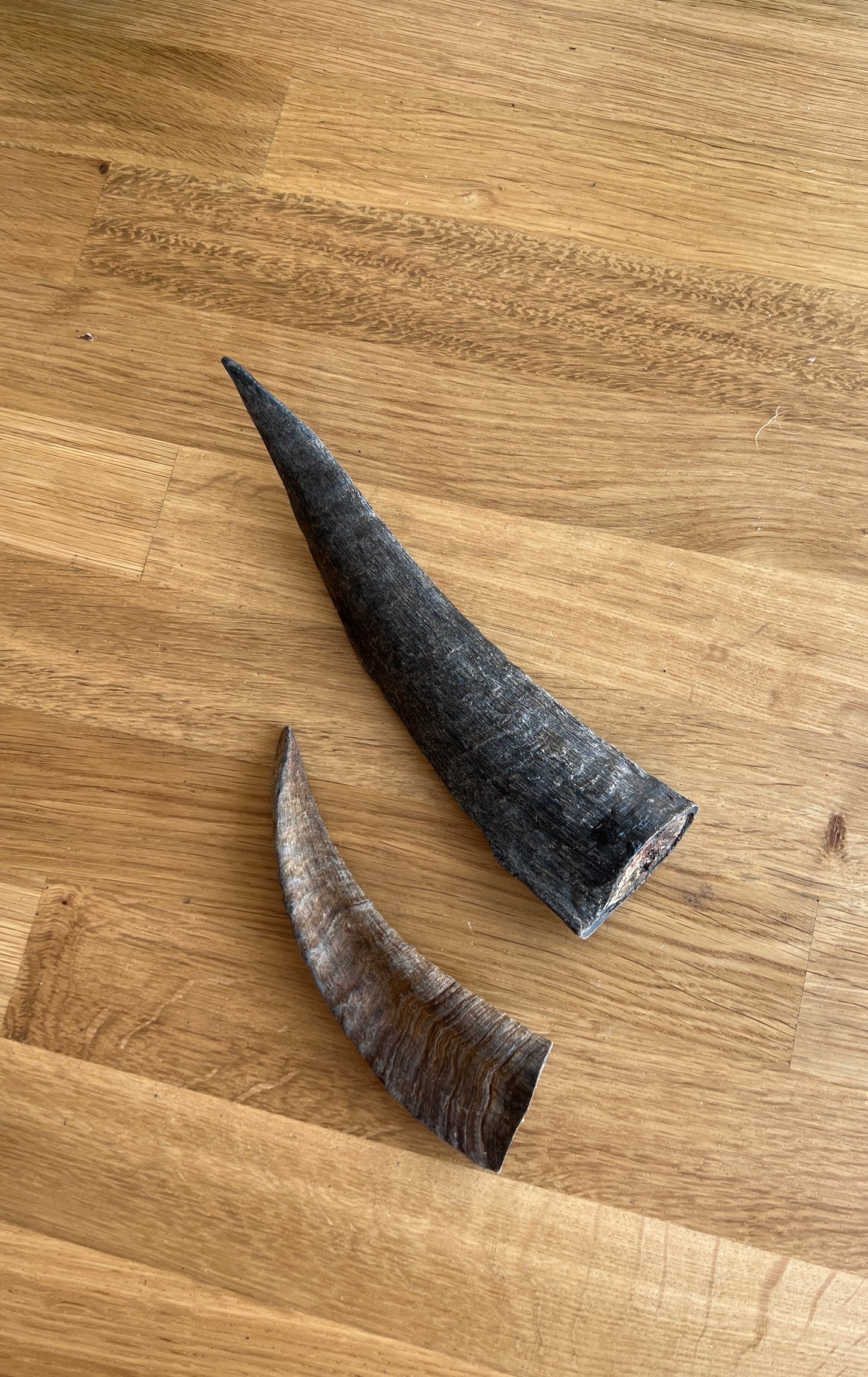 Goat horns 山羊角 (medium/ large)