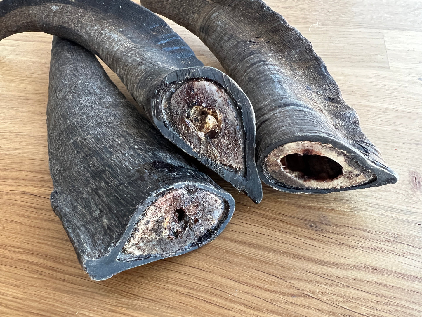 Goat horns 山羊角 (medium/ large)