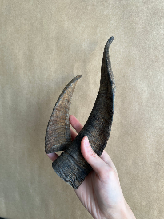 Goat horns 山羊角 (medium/ large)
