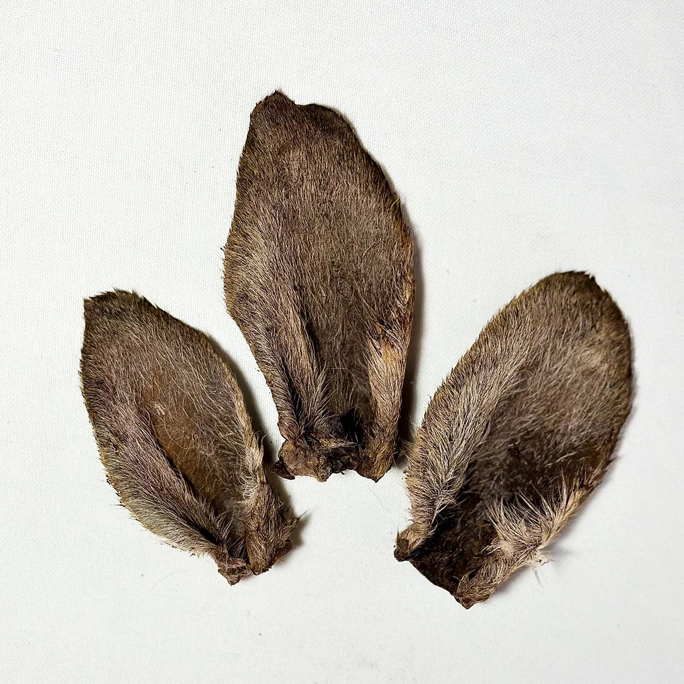 Kangaroo Ears (Fur on) 有毛袋鼠耳 No