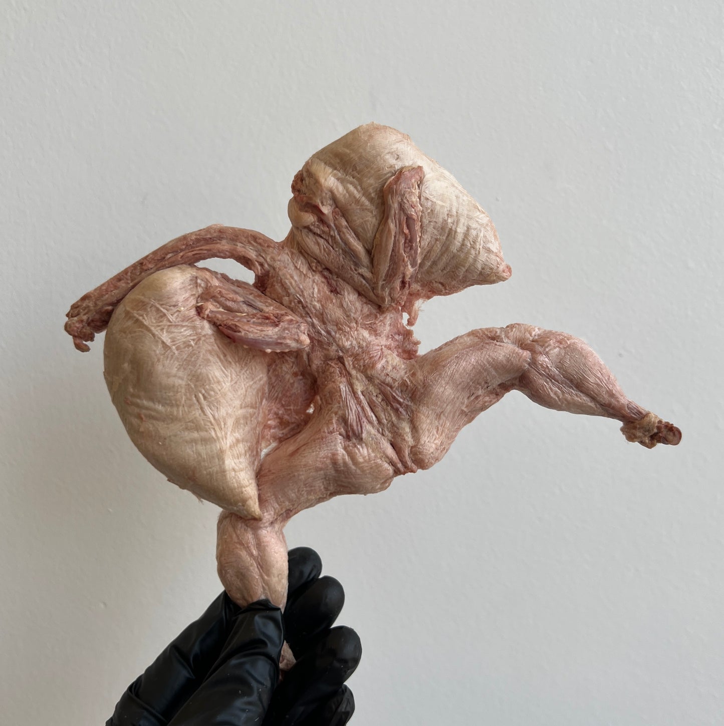 👻Halloween Sale🕸️ Freeze-dried Whole French Quail (skin off) 凍乾原隻法國鵪鶉(去皮)