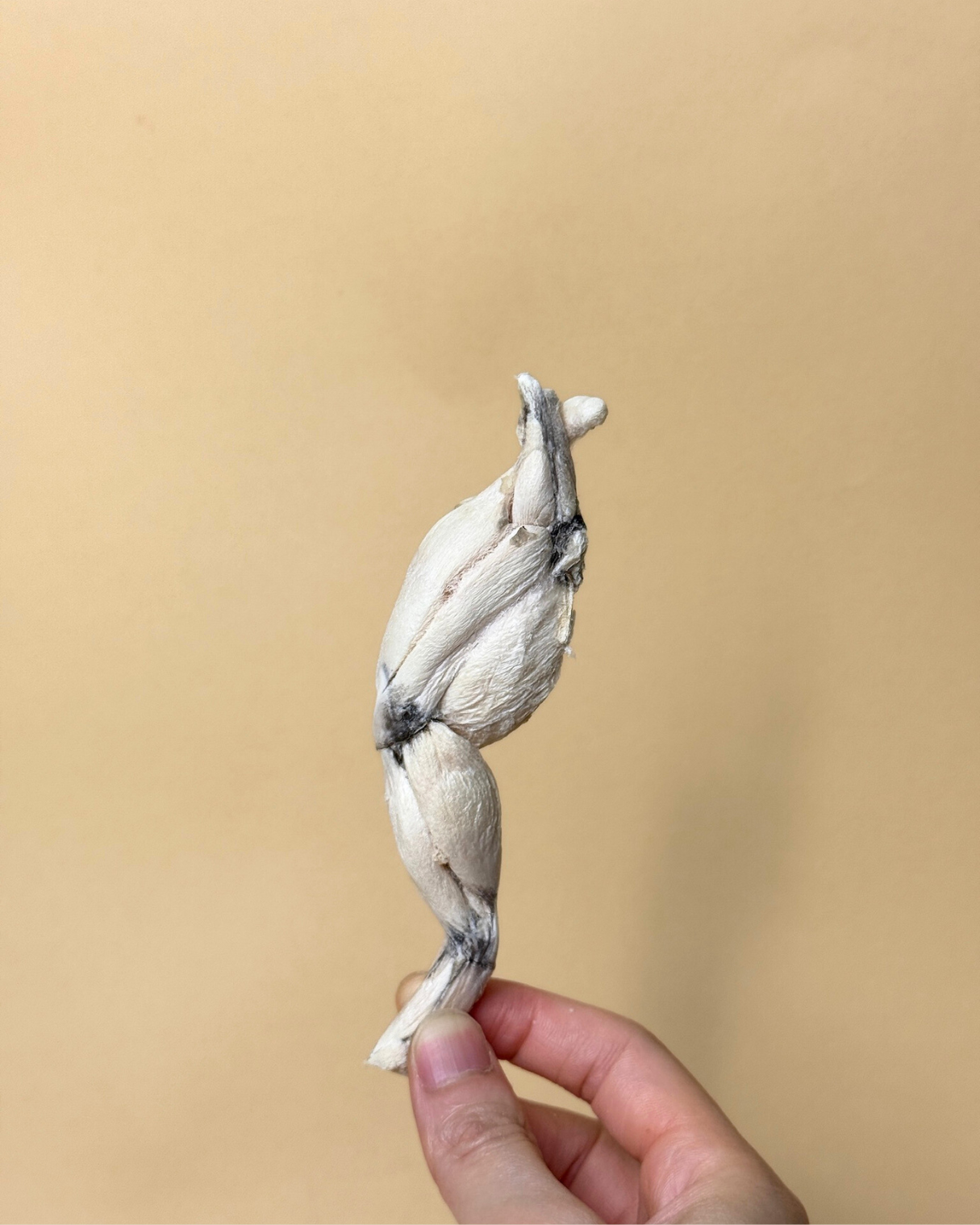 Freeze-dried Frog Legs 凍乾越南田雞腿