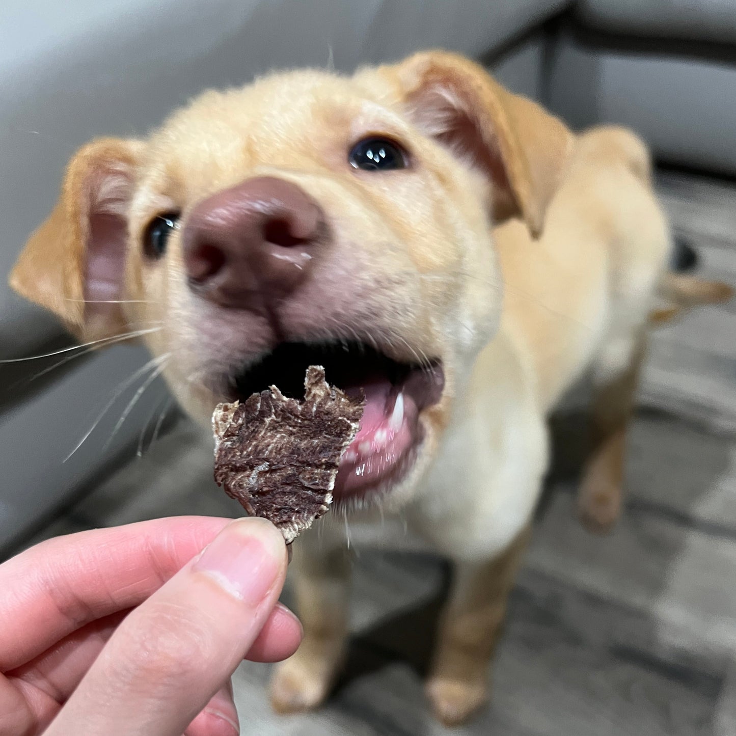 Grass-fed Venison Jerky 草飼鹿肉片
