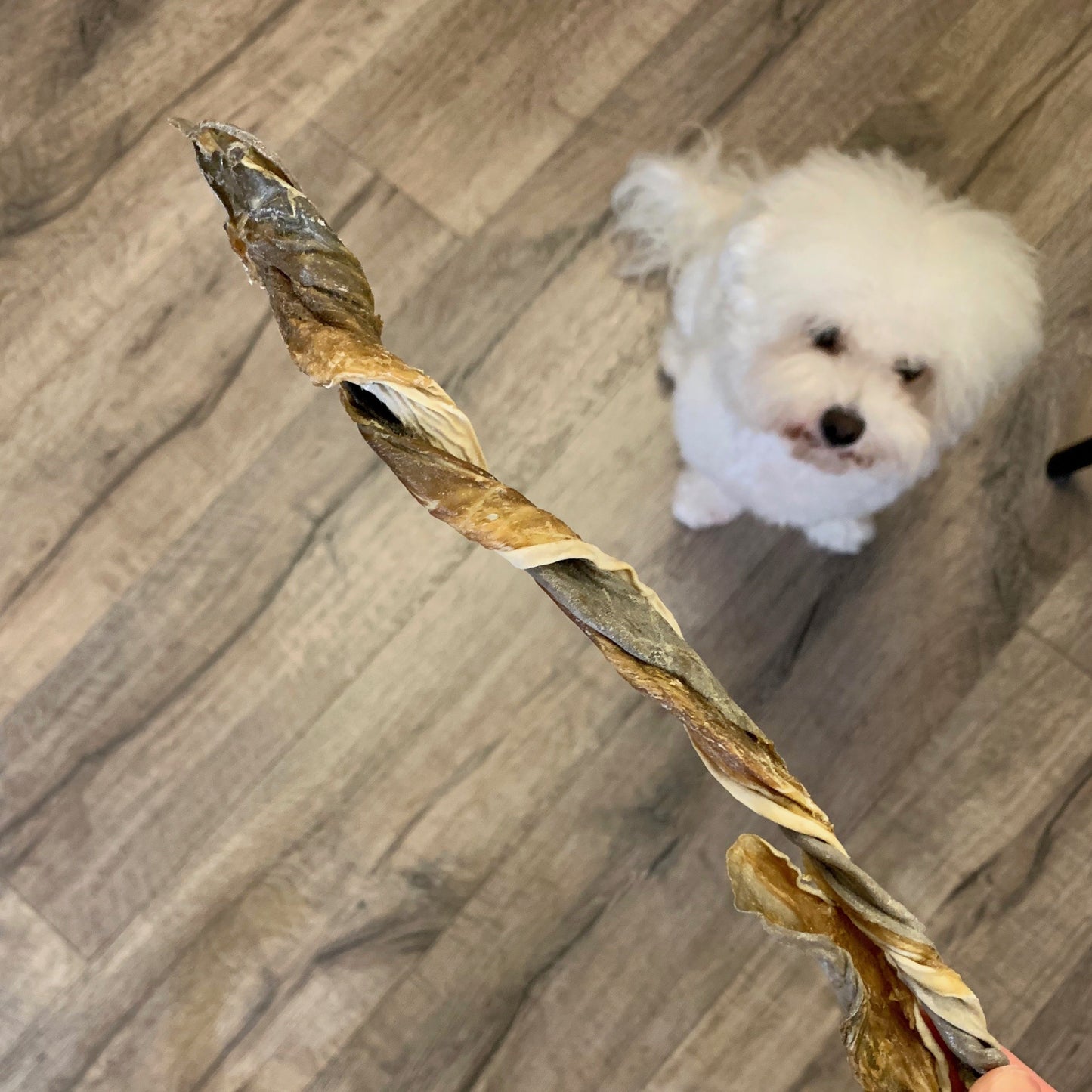 Shark Twisters 鯊魚皮扭扭條