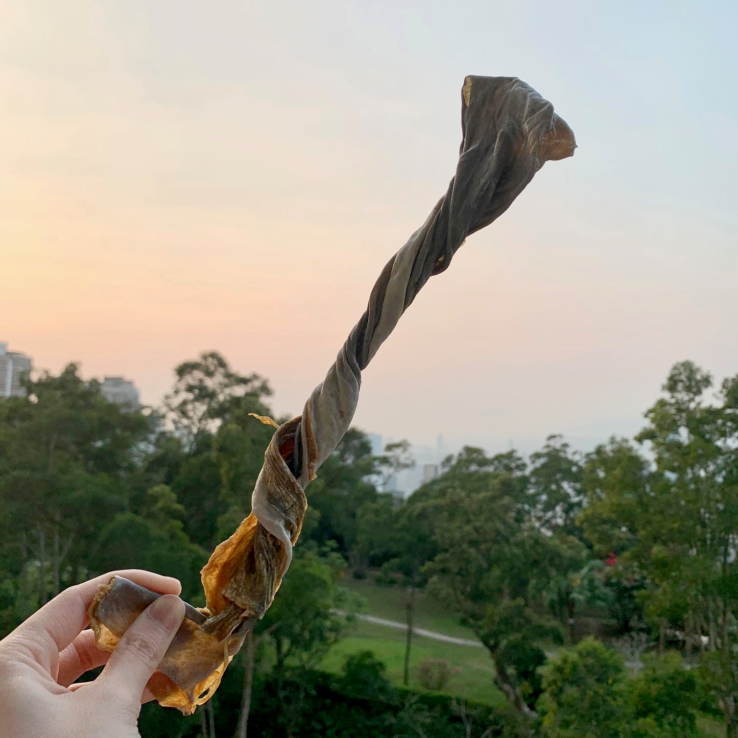 Shark Twisters 鯊魚皮扭扭條