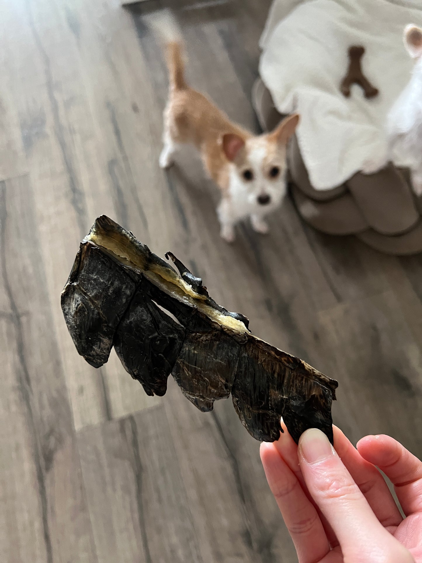 Crocodile Tail Tips 南非鱷魚尾