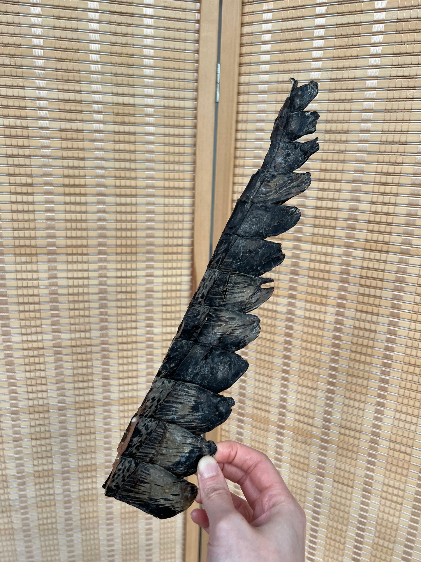 Crocodile Tail Tips 南非鱷魚尾