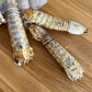 香脆瀨尿蝦 Crunchy Mantis Shrimps