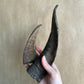 Goat horns 山羊角 (medium/ large)