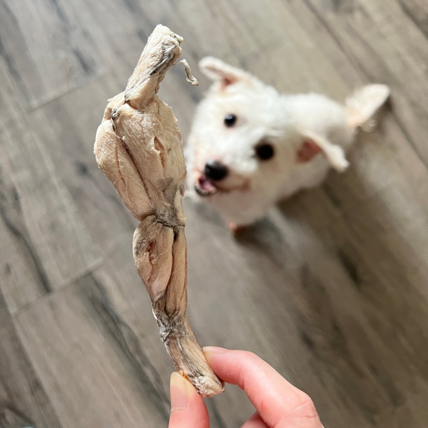 Freeze-dried Frog Legs 凍乾越南田雞腿