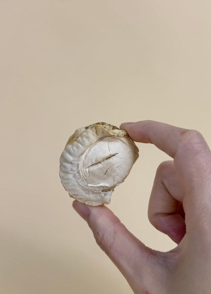 [期間限定] Freeze-dried Hotate Scallops 凍乾北海道帆立貝 (M size)