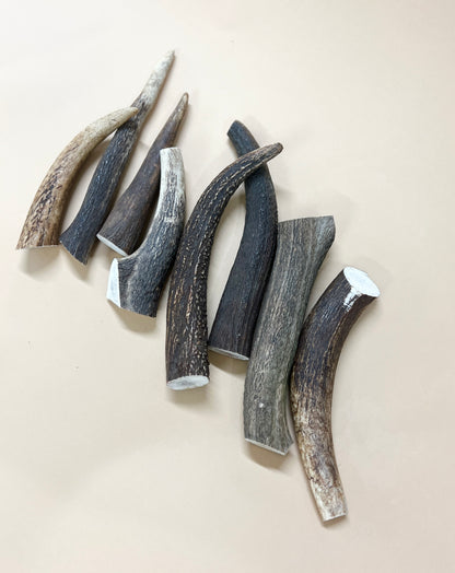 Deer antlers 英國鹿角