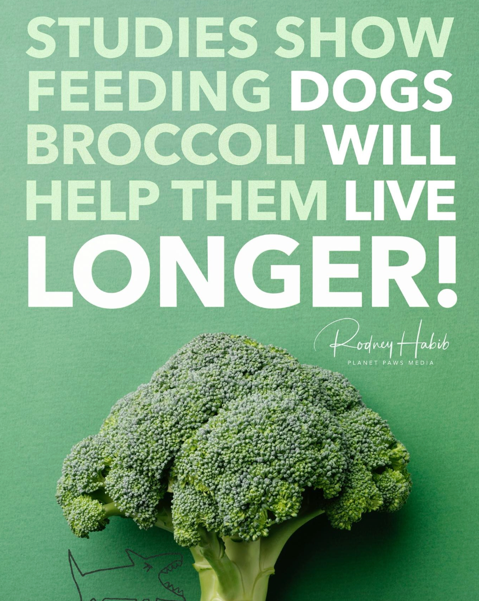 Freeze-dried Broccoli 凍乾西蘭花🥦