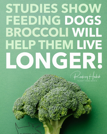 Freeze-dried Broccoli 凍乾西蘭花🥦