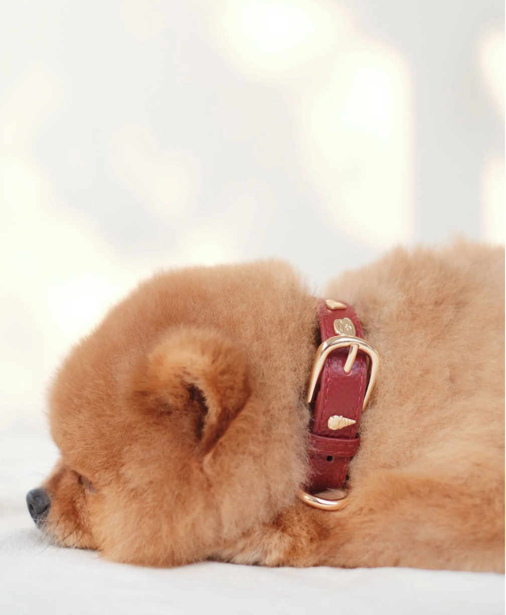 Sachelle Burgundy Leather Pet Charm Collar