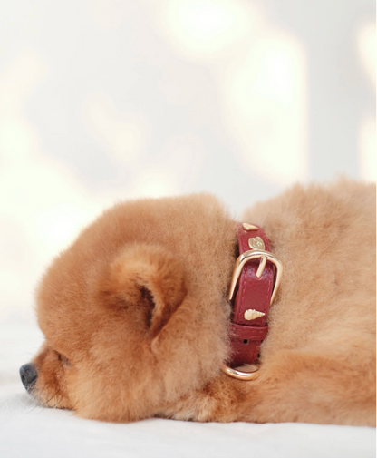 Sachelle Burgundy Leather Pet Charm Collar