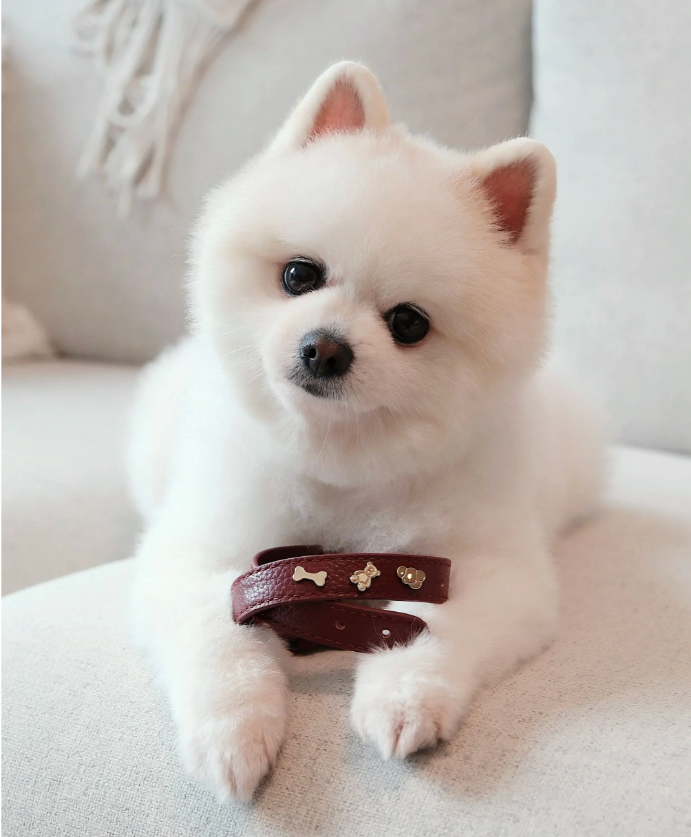 Sachelle Burgundy Leather Pet Charm Collar