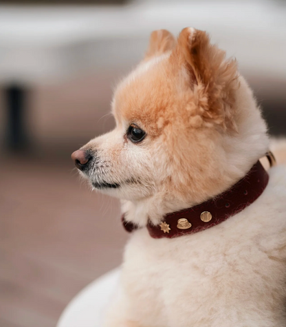 Sachelle Burgundy Leather Pet Charm Collar