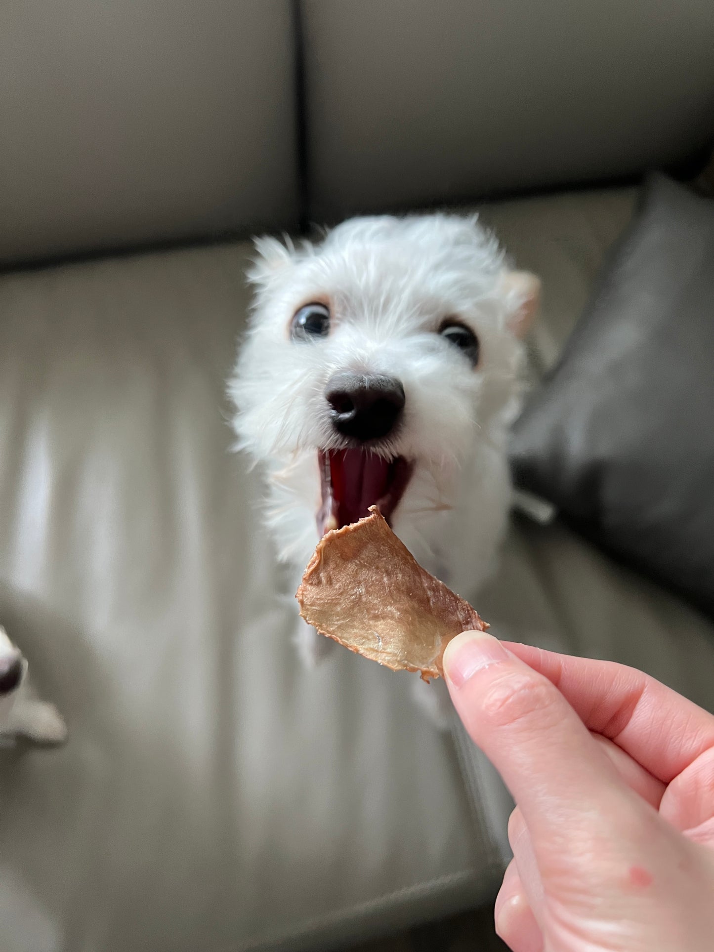 Grain-fed Pork Jerky 穀飼豚肉薄片