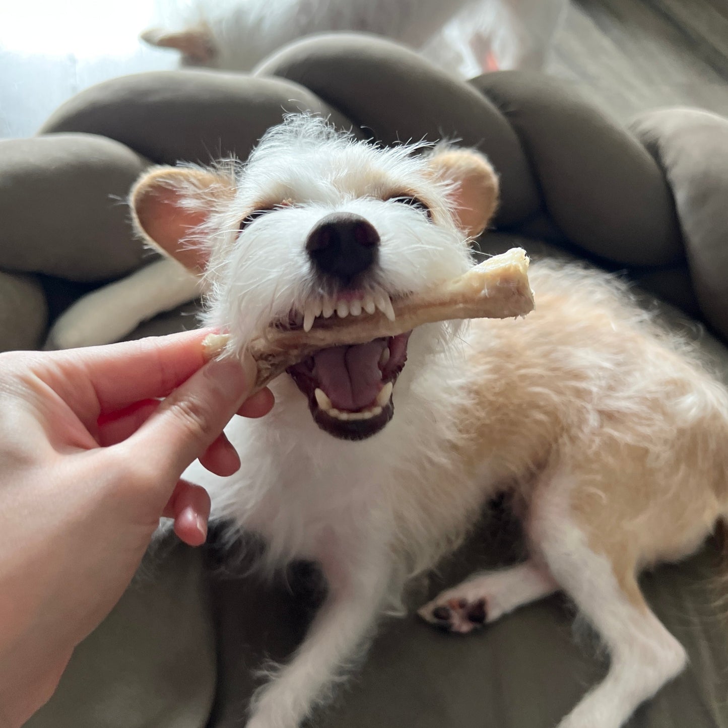 Venison Tendon Chews 紐西蘭鹿筋