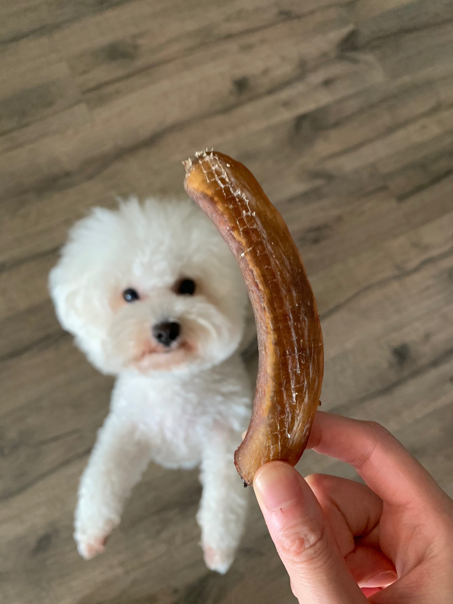 Bully Sticks 粗牛鞭 (牛J)